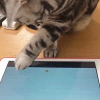 猫が喜ぶ動画を見せてみた🥳