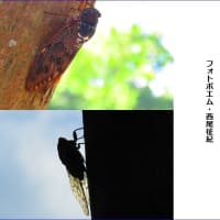 セミの声