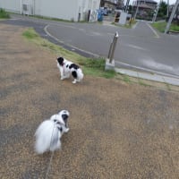 山背