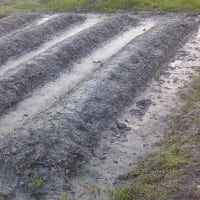 野の味を口にして、地に生かされていることを知る