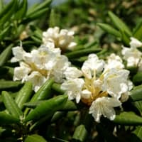 ２０２５年７月９日　北八甲田　田茂萢岳のようす