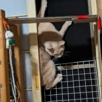 なんかいた