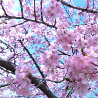 河津桜の並木道
