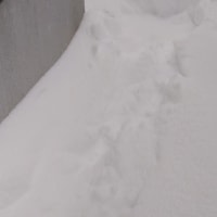 春よ来い
