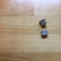 亀さんの、ご飯紹介っす