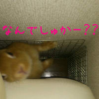 いたずらっこのドヤ顔
