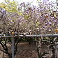 龍蔵寺の藤