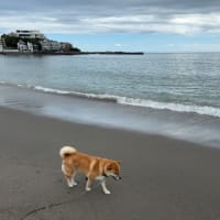海岸がきれいな秋谷海岸でお散歩