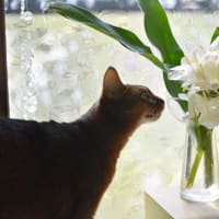 ホワイト・ジンジャーの花と香り