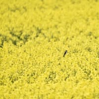 黄色い世界…菜の花畑