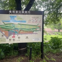 雨に似合うアジサイ