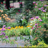 「本庄総合公園」の ハス・他