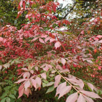 花の季節は目立ちません　ニシキギ