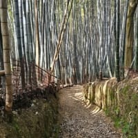 松尾大社から苔寺を回り、嵐山に抜ける－雑踏を避けて市内展望の散策