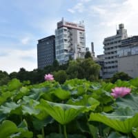 上野不忍池　青空とハスの花　　　6