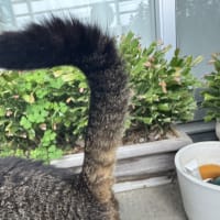 おついたち。