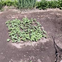 お寺の畑も順調です！？