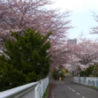 桜の道、今だけの贅沢。。。