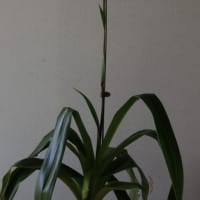 準備　・　Phragmipedium Peruflora's Spirit