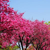 菊モモの咲く季節（とき）
