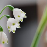 ●我が家の４月の花(8)    スノーフレーク　八重の水仙
