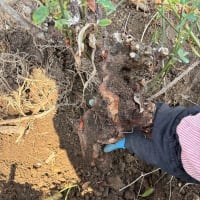 薔薇の植え替えしようかと