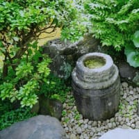 白い花の咲く庭園（板橋区立水車公園 2025.6.1撮影）