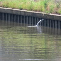 水が出てる　Le jet d'eau horizontal.
