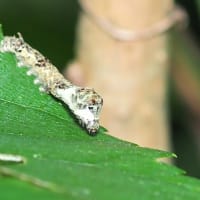 クワコの幼虫