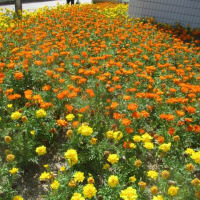 夏の花々・・・猛暑日の中、咲き誇っています！夏の花々を観て、ちょっと元気とエネルギーをいただきました
