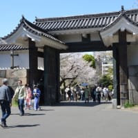 ２０２５年の桜ー千鳥ヶ淵