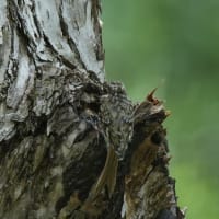 キバシリを探せ