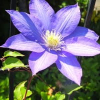 クレマチス綺麗。庭の花。