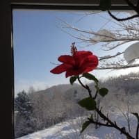 ハイビスカスが咲きました