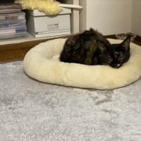 わが家のFIP事情③