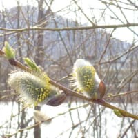 豊平川　ウォーキング