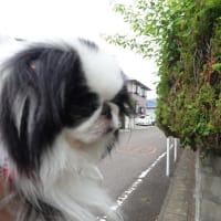 夏仕様