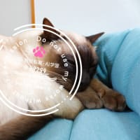 今日の猫ズ