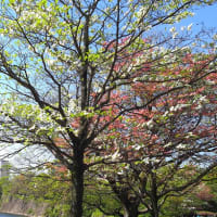 大阪城公園に映える花水木・・・