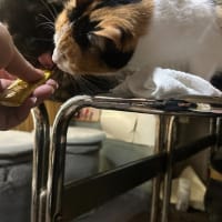 看板猫のいるお店で猫飲み スナック仔猫さん (2408)