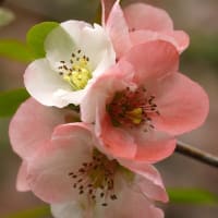 5月6月の営業予定と、ソワソワの春
