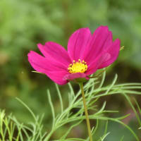 きのこの山と花