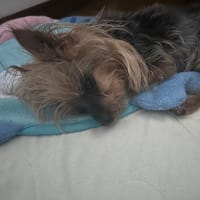 チュールに助けられてます