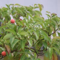 ☆きょうのバラ＆秋の実り　柿・スダチ