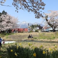 4/27（日）観音寺川の桜並木