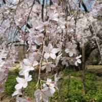 六義園の枝垂れ桜