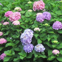6月の終盤、夏の先駆けの花も咲き出す（埼玉・所沢）