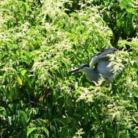 大忙しのササゴイの親鳥。