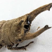 ホラサビクワガタ・3-終齢幼虫〜未知種の難しさ
