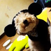 わんこの写真